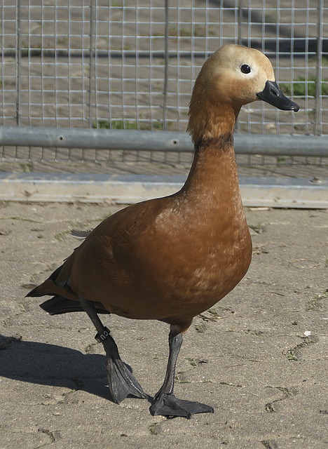 篮和决策